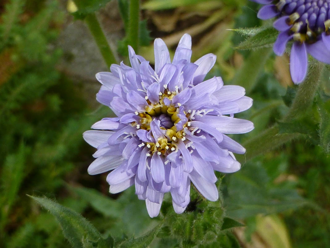 Perezia multiflora photo